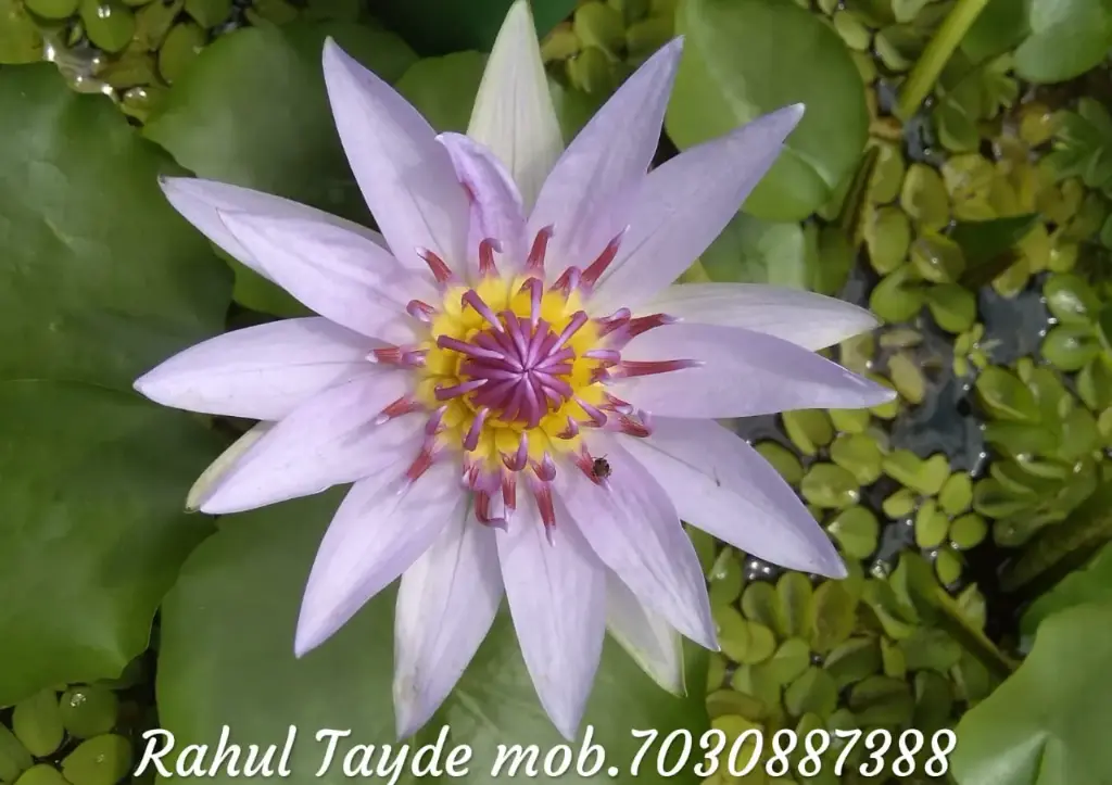 Purple Colorata Waterlily