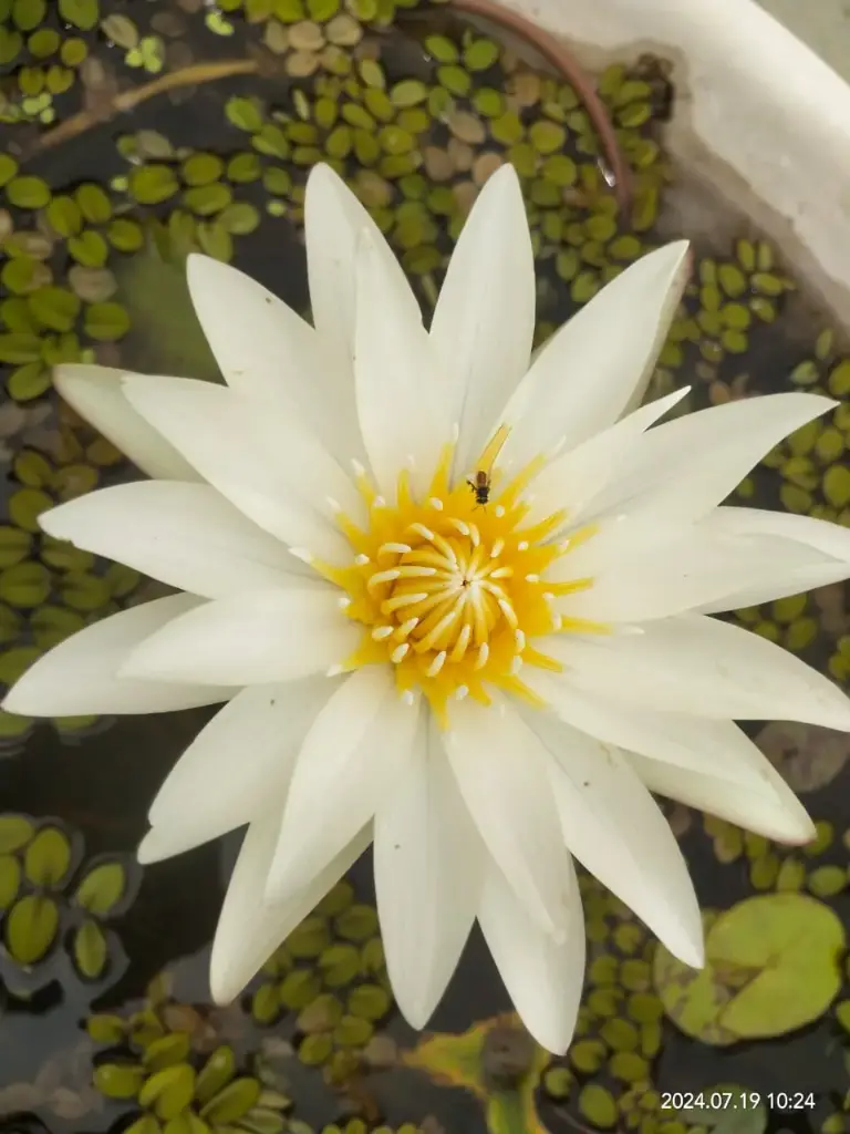 Innocence Waterlily
