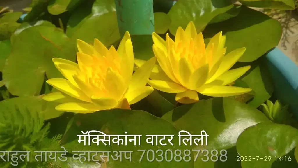 Mexican Waterlily ( Yellow )
