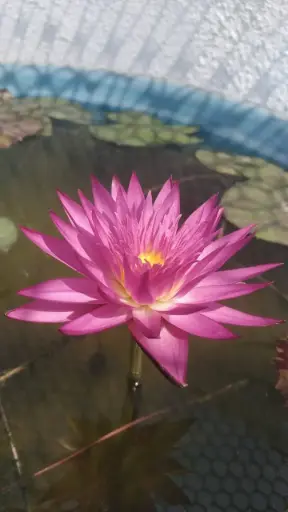 Miami Rose Waterlily