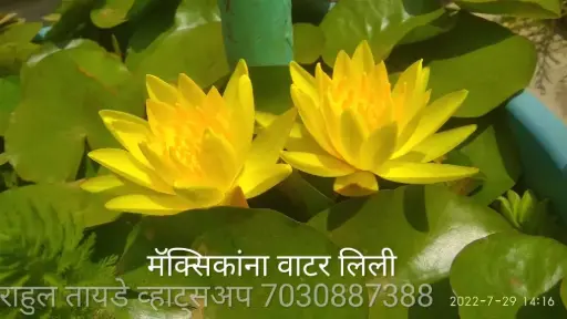 Mexican Waterlily ( Yellow )