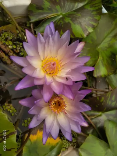 Southern Charm Waterlily